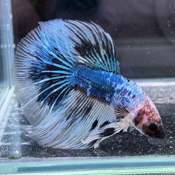 熱帯魚　ショーベタ　オス　ファンシーブルー　03M0301-051　生体　ハーフムーン
