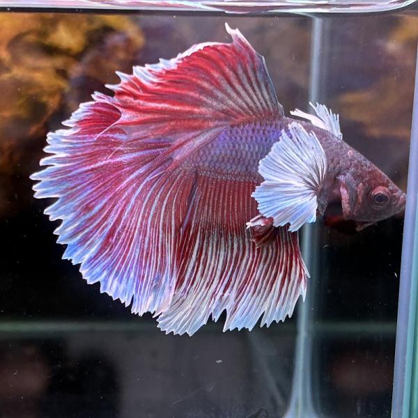 熱帯魚　ショーベタ　オス　ダンボ　ファンシー　03M0301-061　生体　ハーフムーン