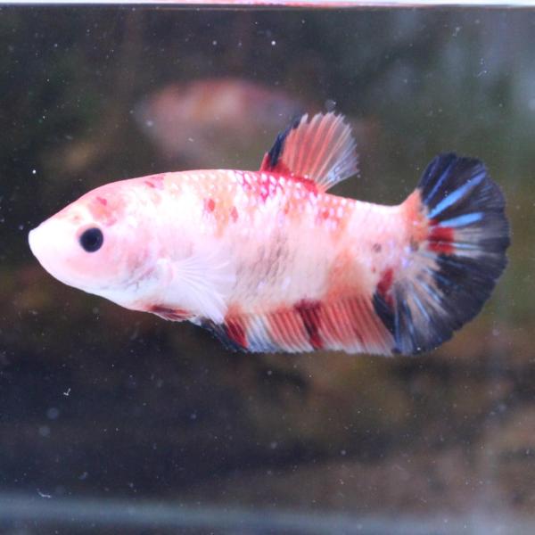 熱帯魚　ジャイアントプラカット ベタ　メス　キャンディー　04F0116-016　生体