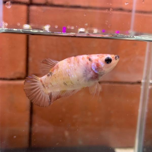 ベタ　プラカット　メス　コイカラー　05F0122-006  高知熱帯魚サービス　熱帯魚　生体