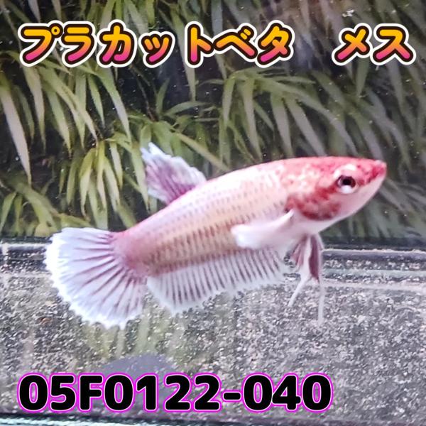 ベタ　プラカット　メス　05F0122-040　高知熱帯魚サービス　熱帯魚　生体