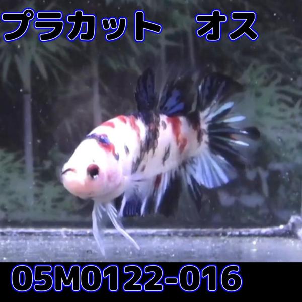 ベタ　プラカット　オス　コイカラー　05M0122-016　生体　熱帯魚