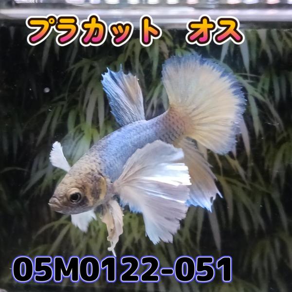 ベタ　プラカット　オス　ダンボ　05M0122-051　生体　熱帯魚