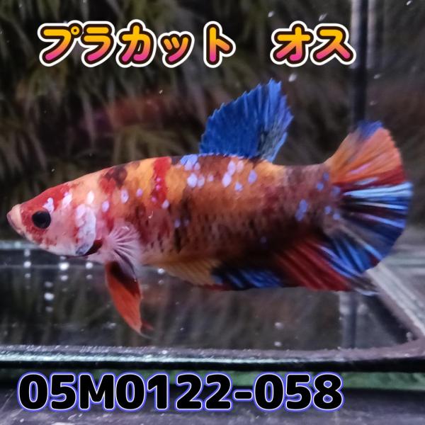 ベタ　プラカット　オス　ニモ　05M0122-058　生体　熱帯魚