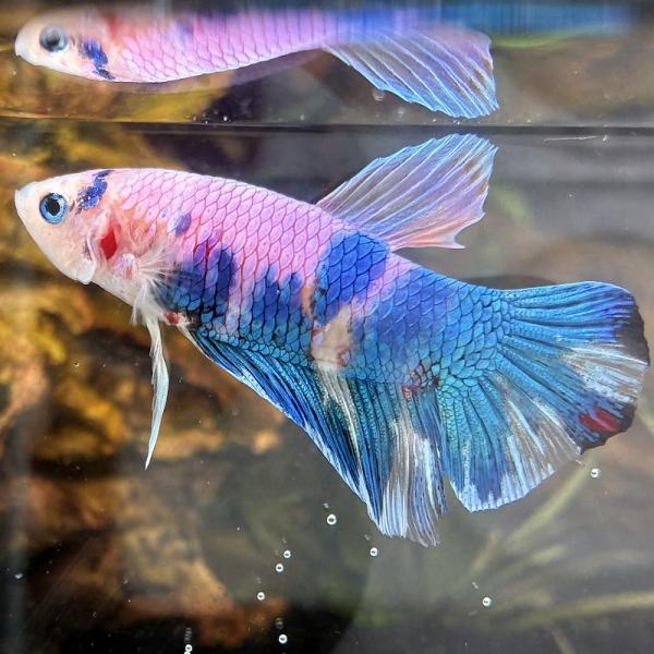熱帯魚　プラカットベタ　オス　コイカラー　05M0301-006　生体