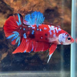 熱帯魚　プラカットベタ　オス　コイカラー　05M0408-019　生体