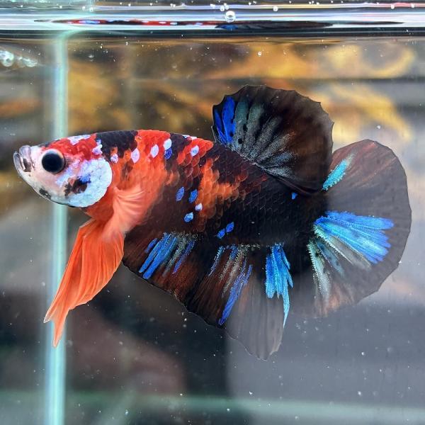 熱帯魚　プラカットベタ　オス　キャンディー　05M0601-010　生体