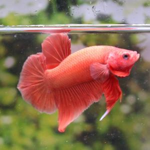 ベタ オス ピンクの商品一覧 通販 Yahoo ショッピング