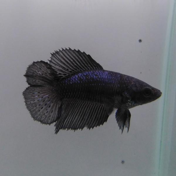 ベタ　ダブルテール　メス　ブラック　06F0501-024　熱帯魚　生体