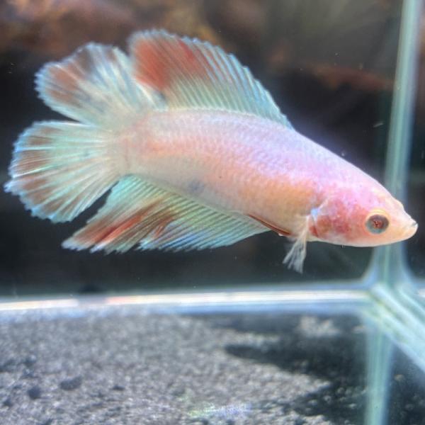 ベタ　ダブルテール　メス　ファンシー　06F0601-006　熱帯魚　生体
