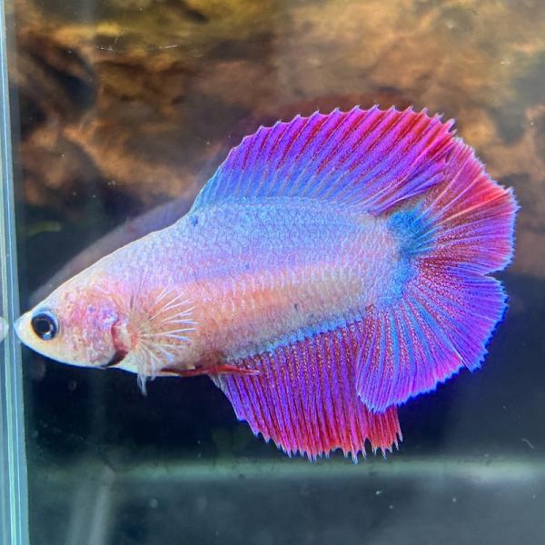 ベタ　ダブルテール　メス　ファンシー　06F0601-008　熱帯魚　生体