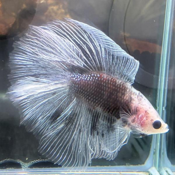 熱帯魚　ダブルテールベタ　オス　ファンシーブラック　06M0601-012　フルムーン　生体　