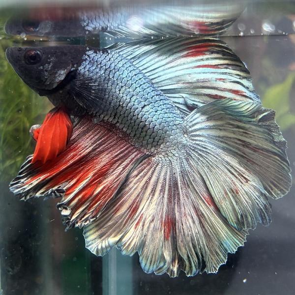 熱帯魚　ダブルテールベタ　オス　ブラックカッパー　06M0601-013　フルムーン　生体　