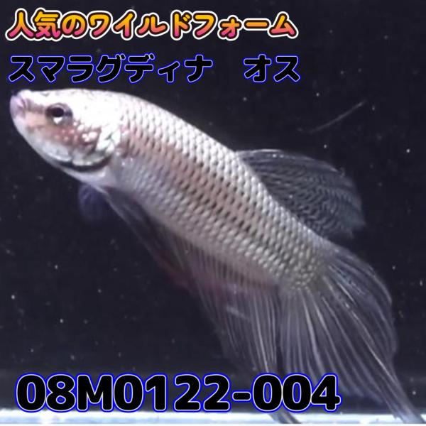 【売尽しSALE】 ベタ　ワイルド　オス　スマラグディナ　08M0122-004　 熱帯魚　生体 4...