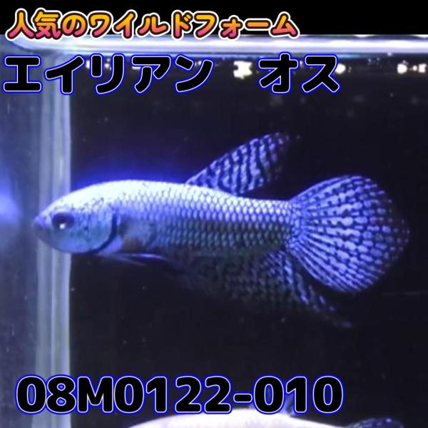 【売尽しSALE】 ベタ　ワイルド　オス　エイリアン　08M0122-010　 熱帯魚　生体 498...