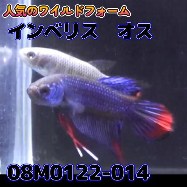【売尽しSALE】 ベタ　ワイルド　オス　インベリス　08M0122-014　 熱帯魚　生体 498...