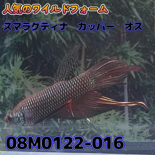 【売尽しSALE】 ベタ　ワイルド　オス　スマラグディナカッパー　08M0122-016　 熱帯魚　...