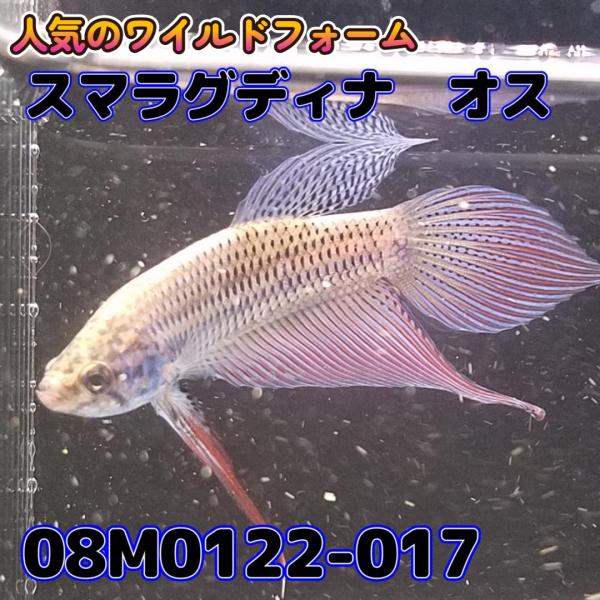 【売尽しSALE】 ベタ　ワイルド　オス　スマラグディナ　08M0122-017　 熱帯魚　生体 4...
