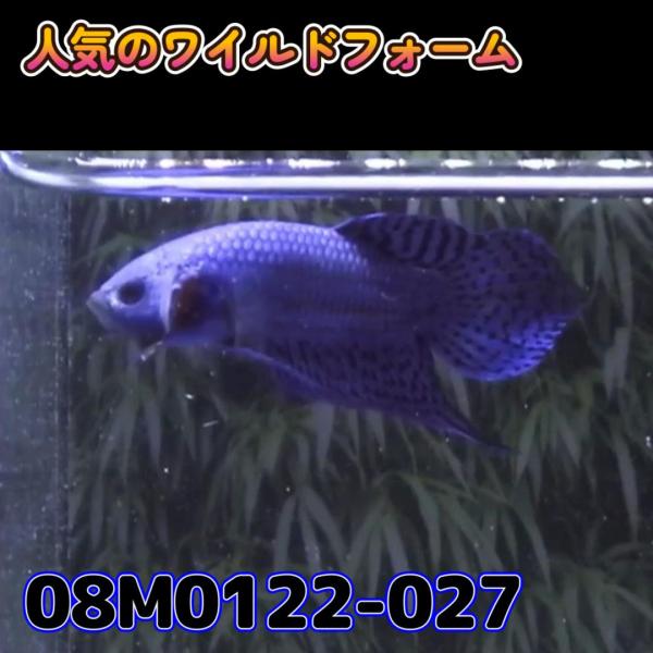 【売尽しSALE】 ベタ　ワイルド　オス　エイリアン　08M0122-027　 熱帯魚　生体 498...