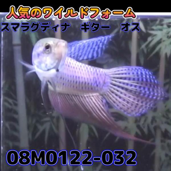 【売尽しSALE】 ベタ　ワイルド　オス　ギター　08M0122-032　 熱帯魚　生体 4980→...