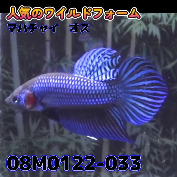 【売尽しSALE】 ベタ　ワイルド　オス　マハチャイ　08M0122-033　 熱帯魚　生体 498...