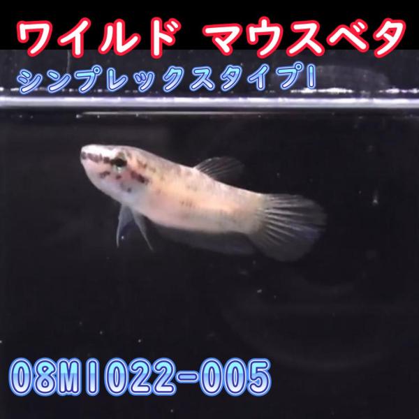 【売尽しSALE】  ベタ　ワイルド　オス　シンプレックスタイプ1　08M1022-005　熱帯魚　...