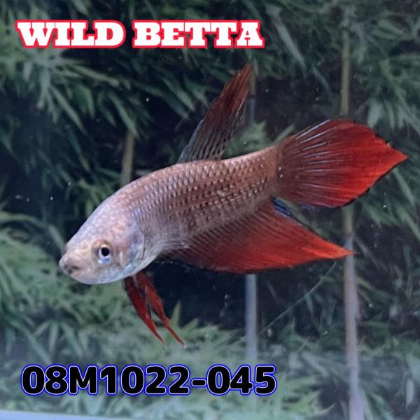【売尽しSALE】  ベタ　ワイルド　オス　スプレンデンス　08M1022-045　熱帯魚　生体　4...
