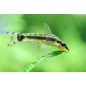 熱帯魚 オトシンクルス 1匹 ※コケ取り名人 ...の詳細画像1