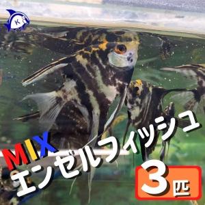 MV% 1点もの。エンゼルフィッシュ 熱帯魚 ミックスエンゼルフィッシュ 色はお楽しみ 1匹 約3-6cm ※カラー