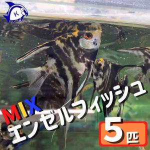 プラチナホワイトエンゼルフィッシュ 熱帯魚生体 の商品一覧 観賞魚生体 熱帯魚 アクアリウム用品 ペット用品 生き物 通販 Yahoo ショッピング