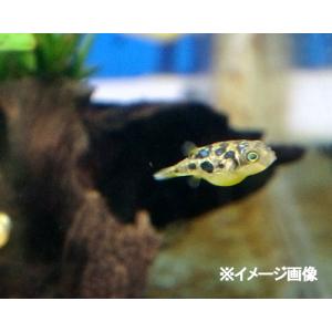有限会社高知熱帯魚サービス 淡水フグ 熱帯魚 エビ 貝 他 Yahoo ショッピング