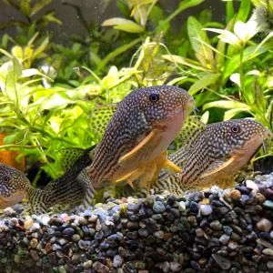 熱帯魚 コリドラス・ステルバイ 1匹 ※雄雌の...の詳細画像1