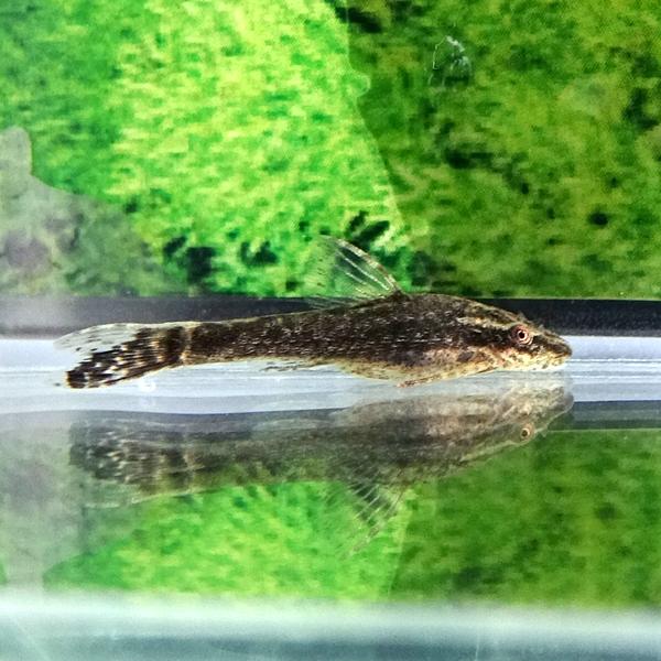 熱帯魚　オトシン・ネグロ　1匹　※コケ取り名人　雄雌のご指定不可 生体