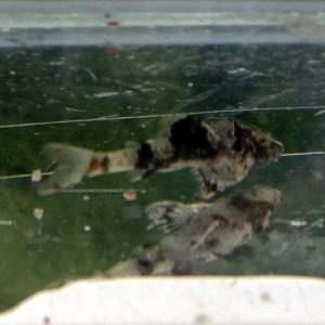 熱帯魚 ナマズ 中型の商品一覧 通販 Yahoo ショッピング