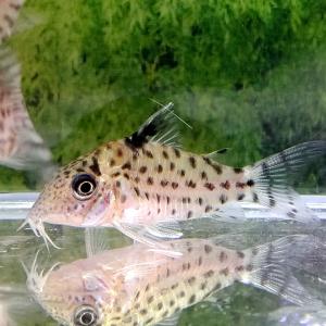 コリドラス 販売の商品一覧 通販 Yahoo ショッピング