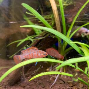 熱帯魚 スカーレットジェム 1匹 ※雄雌のご指定不可の詳細画像1