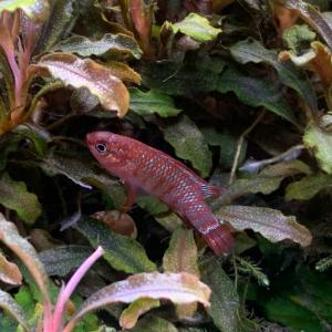 熱帯魚 スカーレットジェム 1匹 ※雄雌のご指定不可の詳細画像2