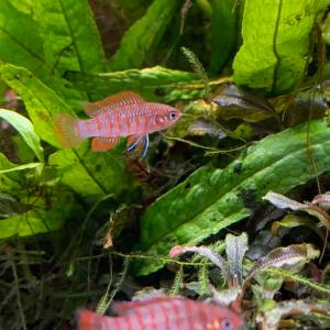 熱帯魚 スカーレットジェム 1匹 ※雄雌のご指定不可の詳細画像3