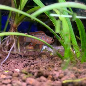 熱帯魚 スカーレットジェム 1匹 ※雄雌のご指定不可の詳細画像4