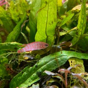 熱帯魚 スカーレットジェム 1匹 ※雄雌のご指定不可の詳細画像5