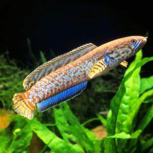 熱帯魚 チャンナ・マルリオイデス 1匹 約6cm バリト川産 ロイヤル