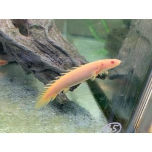 熱帯魚 レッドテールキャットフィッシュ ベビー 約5-10cm± ※雄雌のご