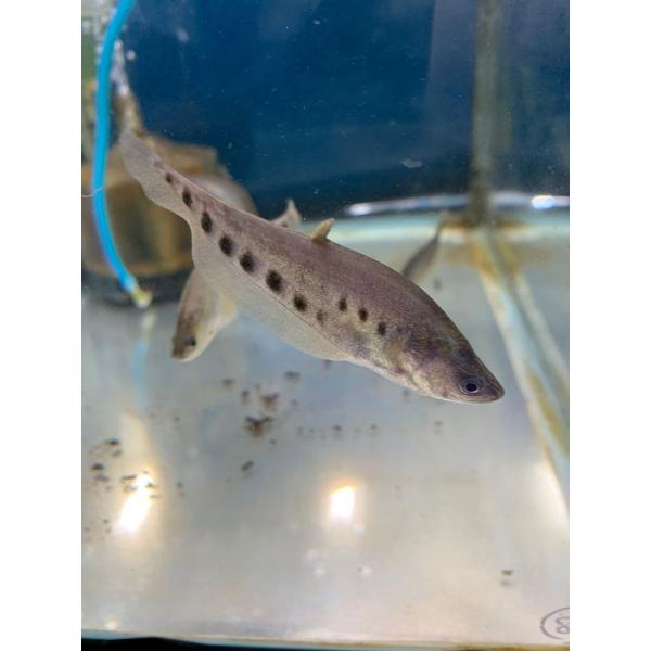 熱帯魚　スポッテッド・ナイフフィッシュ　S　約6-10cm±　※雄雌のご指定不可　古代魚　大型魚　ス...