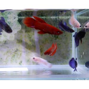 ベタ メス 混泳 鑑賞魚生体 の商品一覧 熱帯魚 アクアリウム用品 ペット用品 生き物 通販 Yahoo ショッピング