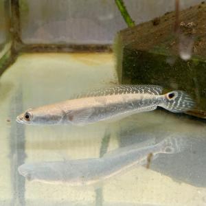 熱帯魚 フラワートーマン 1匹 Sサイズ 約5-10cm オセレイト・スネーク