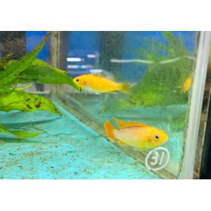 熱帯魚オレンジ色の商品一覧 通販 Yahoo ショッピング