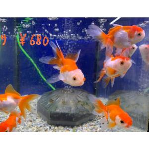 金魚 オランダ獅子頭(ししがしら) 更紗(サラ...の詳細画像1