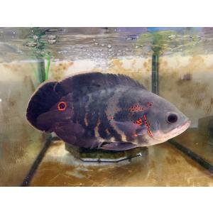 SALE中！9800円→8980円　1点物（熱帯魚）ワイルドオスカー　サンタ・クルース産　1匹　約15-20cm　※カラー/雌雄の指定不可