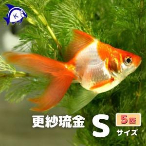 琉金 更紗 リュウキン サラサ SS-Sサイズ 約3-6cm 1匹 金魚 ※カラー
