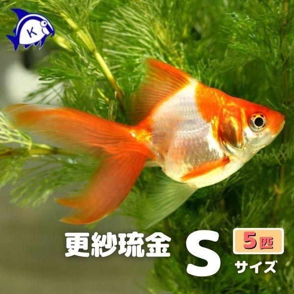 琉金　更紗　リュウキン　サラサ　SS-Sサイズ　約3-6ｃｍ　5匹　※カラー/ 雌雄の指定不可